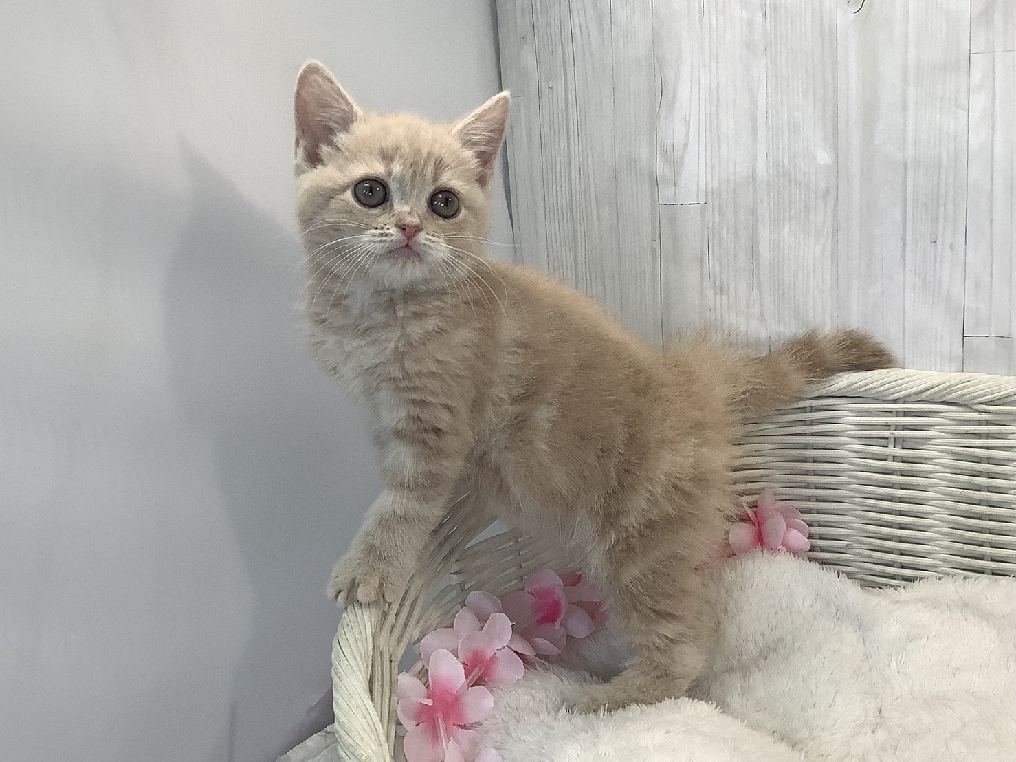 奈良県のスコティッシュフォールド (マルエスペット 富雄店/2026年1月11日生まれ/女の子/クリームタビー)の子猫の3枚目の画像