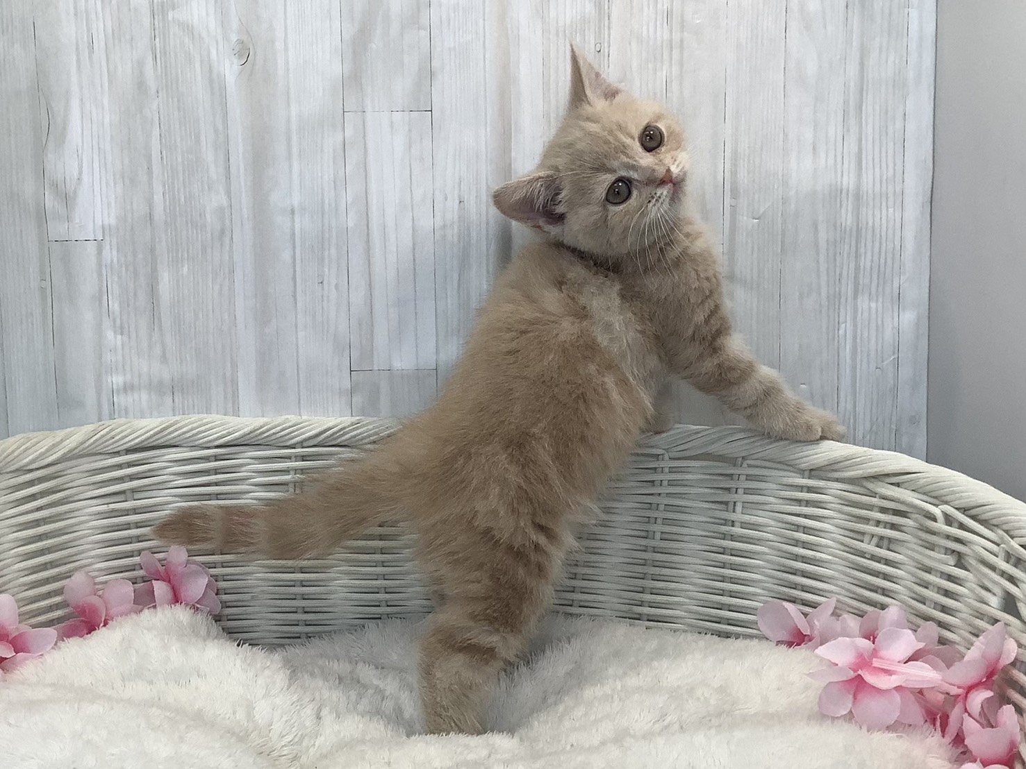 奈良県のスコティッシュフォールド (マルエスペット 富雄店/2026年1月11日生まれ/女の子/クリームタビー)の子猫の2枚目の画像
