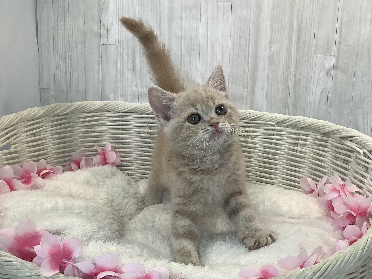 奈良県のスコティッシュフォールド (マルエスペット 富雄店/2026年1月11日生まれ/女の子/クリームタビー)の子猫の1枚目の画像