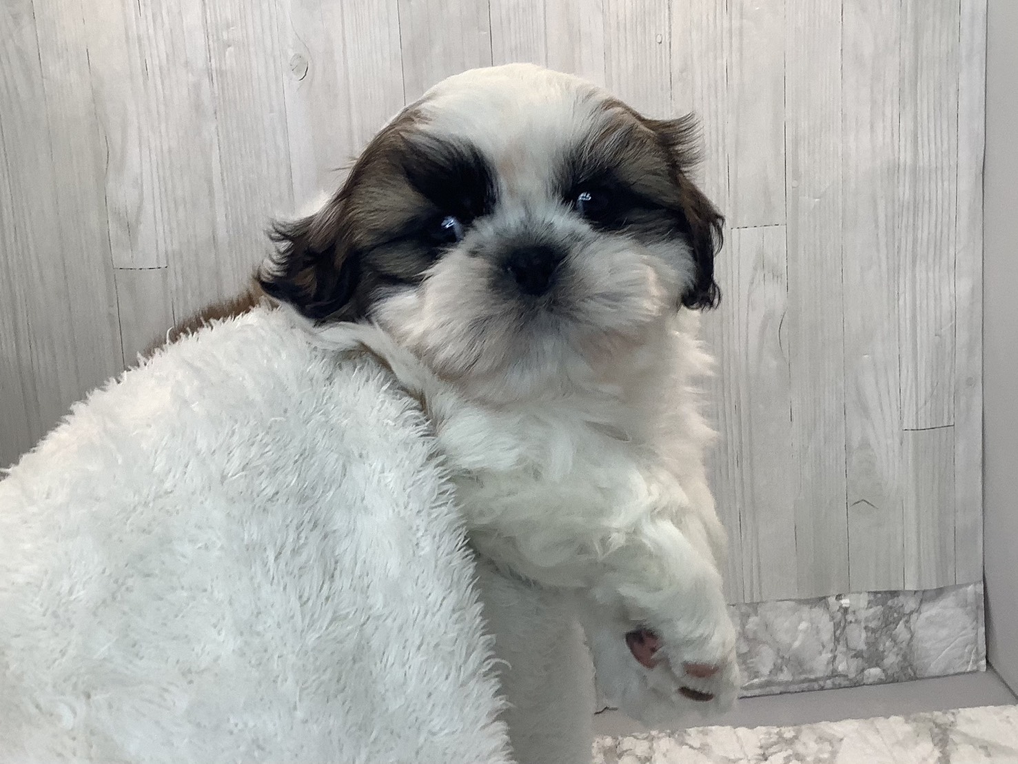 奈良県のシーズー (マルエスペット 押熊店/2026年1月18日生まれ/男の子/ホワイトゴールド)の子犬の3枚目の画像