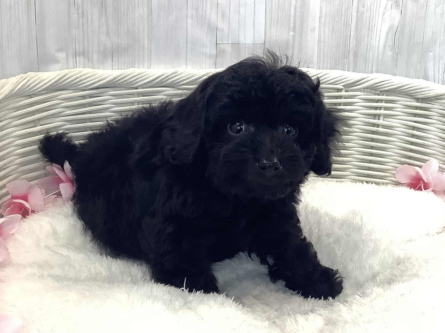 奈良県のトイプードル(トイ) (マルエスペット いかるが店/2026年1月16日生まれ/女の子/ブラック)の子犬の3枚目の画像