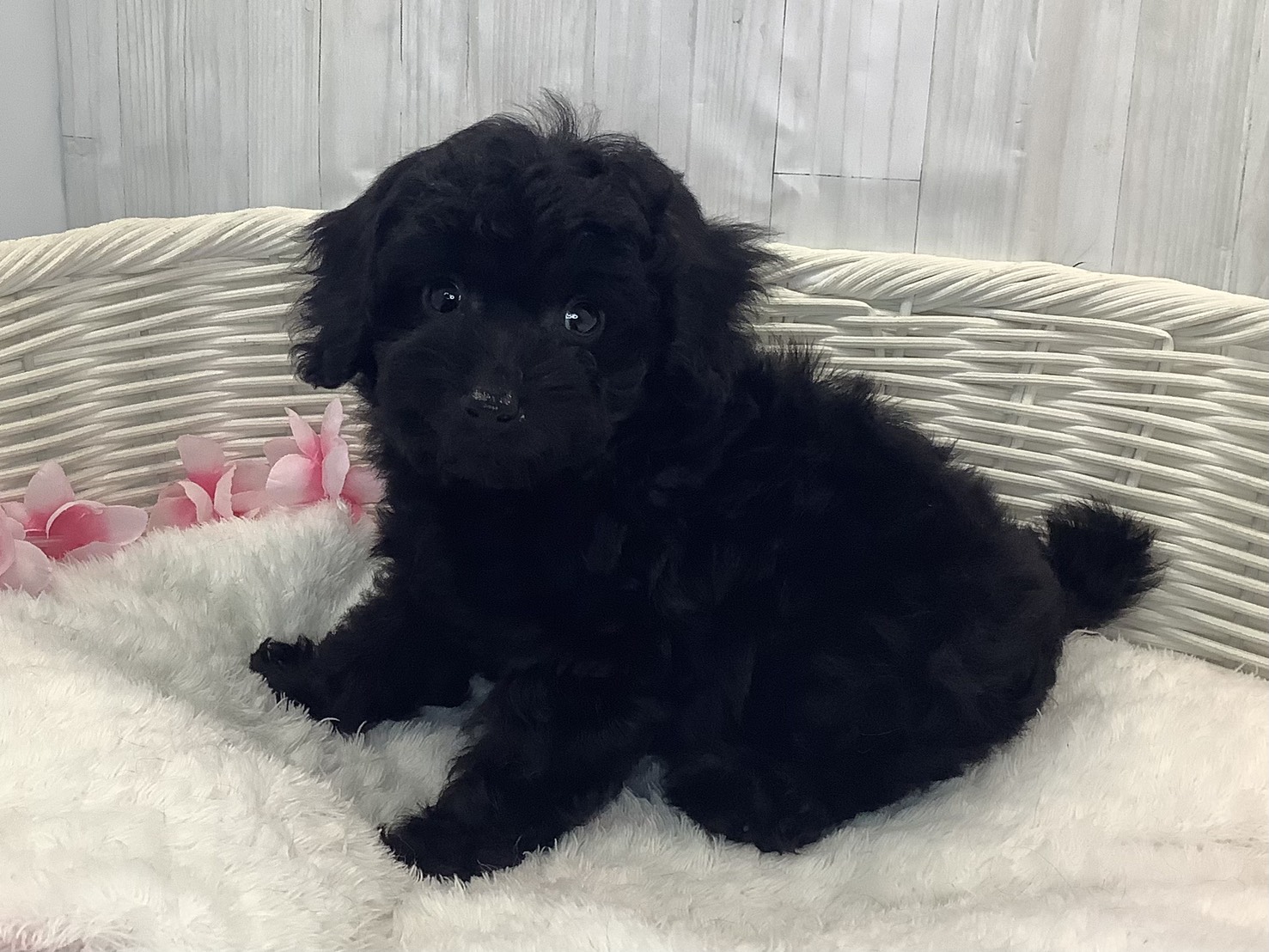 奈良県のトイプードル(トイ) (マルエスペット いかるが店/2026年1月16日生まれ/女の子/ブラック)の子犬の2枚目の画像