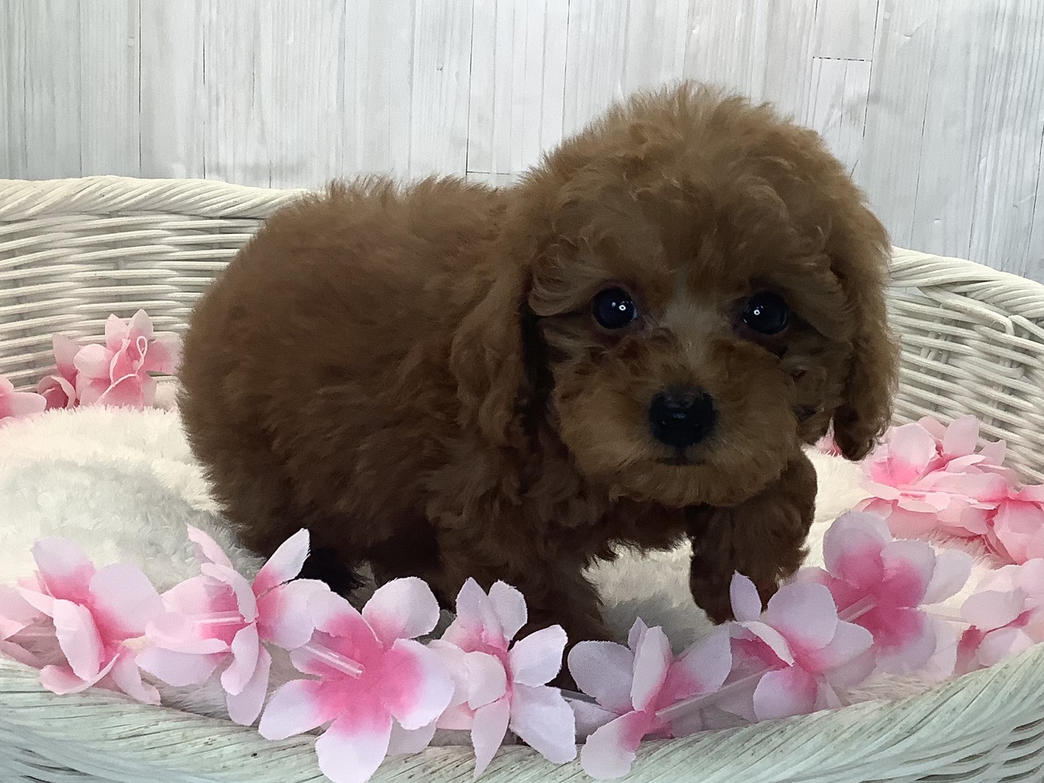 千葉県のトイプードル(トイ) (マルエスペット千鳥町店/2026年1月18日生まれ/男の子/レッドフォーン)の子犬の2枚目の画像