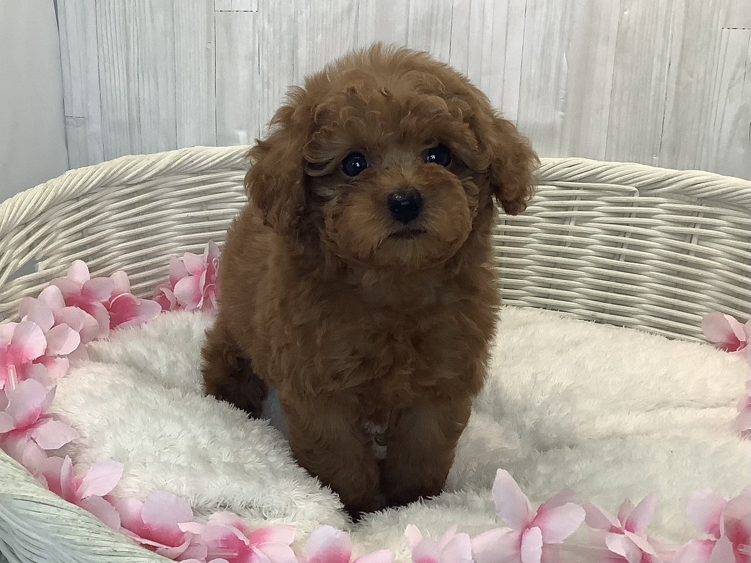 千葉県のトイプードル(トイ) (マルエスペット千鳥町店/2026年1月18日生まれ/男の子/レッドフォーン)の子犬の1枚目の画像