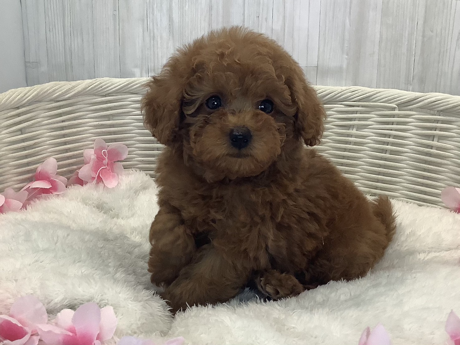 千葉県のトイプードル(トイ) (マルエスペット千鳥町店/2026年1月18日生まれ/男の子/レッドフォーン)の子犬の3枚目の画像