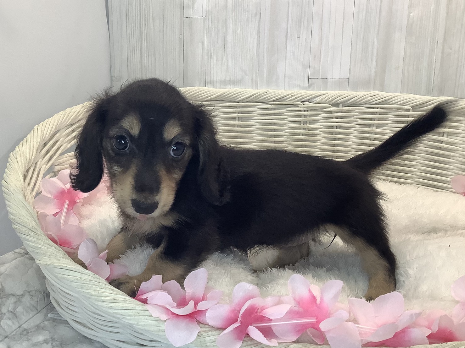 静岡県のミニチュアダックスフンド(ロング) (マルエスペットホームアシスト店/2026年1月19日生まれ/女の子/ブラックタン)の子犬の2枚目の画像
