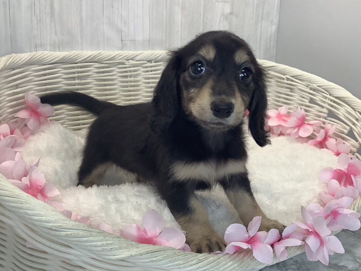 静岡県のミニチュアダックスフンド(ロング) (マルエスペットホームアシスト店/2026年1月19日生まれ/女の子/ブラックタン)の子犬の1枚目の画像