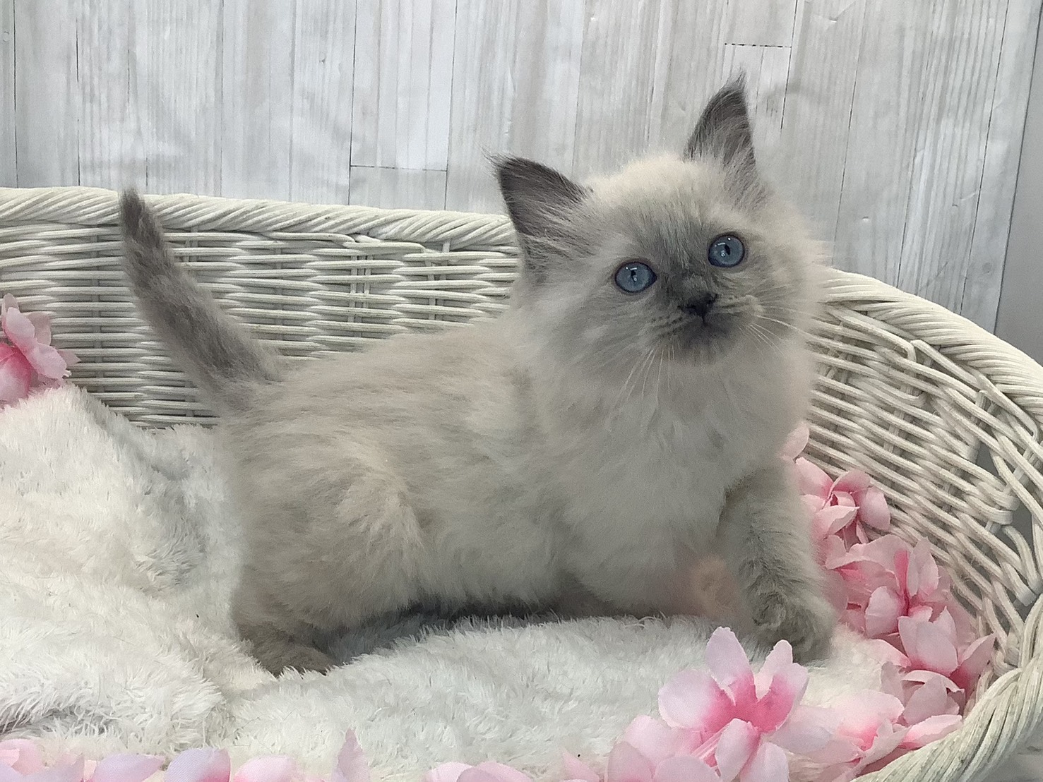 奈良県のラグドール (マルエスペット いかるが店/2026年1月15日生まれ/女の子/ブルーポイント)の子猫の2枚目の画像