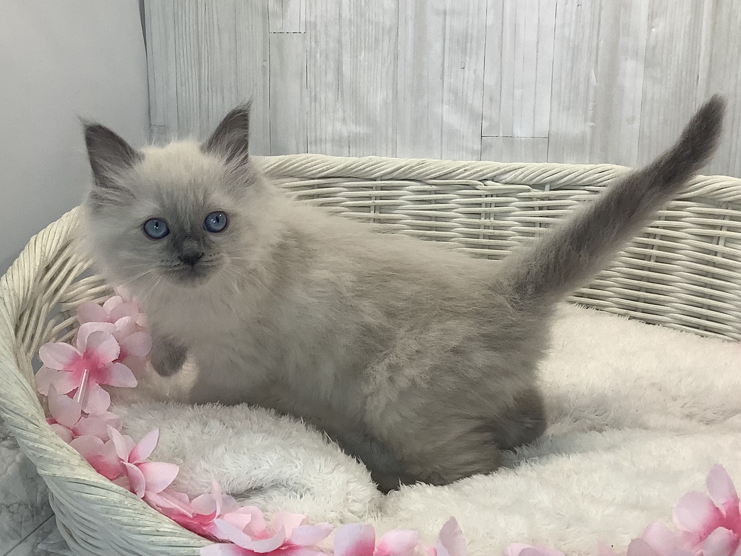 奈良県のラグドール (マルエスペット いかるが店/2026年1月15日生まれ/女の子/ブルーポイント)の子猫の3枚目の画像