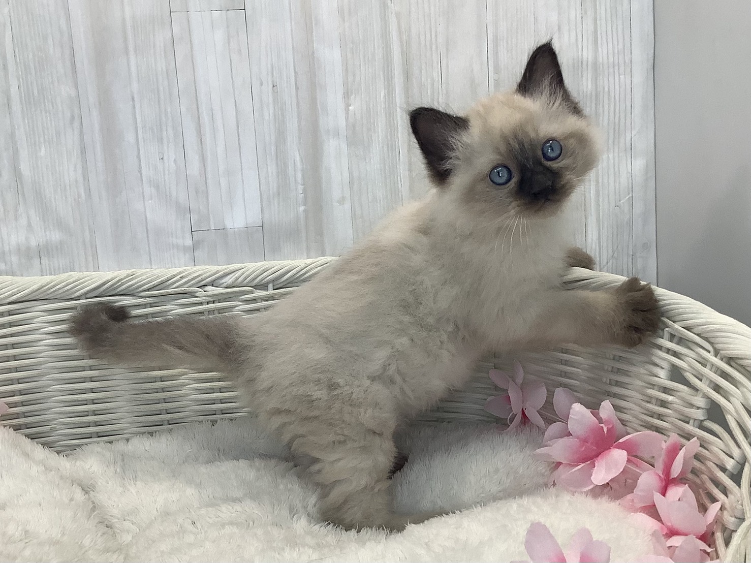 奈良県のラグドール (マルエスペット はんな店/2026年1月15日生まれ/男の子/シールポイント)の子猫の2枚目の画像