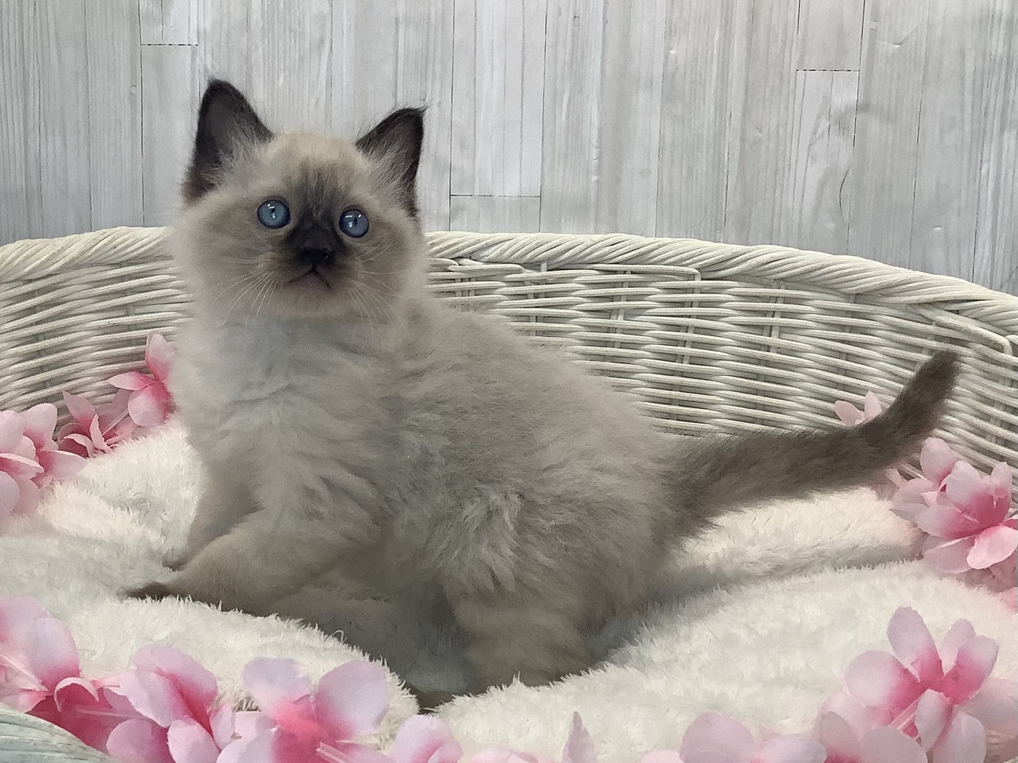 奈良県のラグドール (マルエスペット はんな店/2026年1月15日生まれ/男の子/シールポイント)の子猫の3枚目の画像