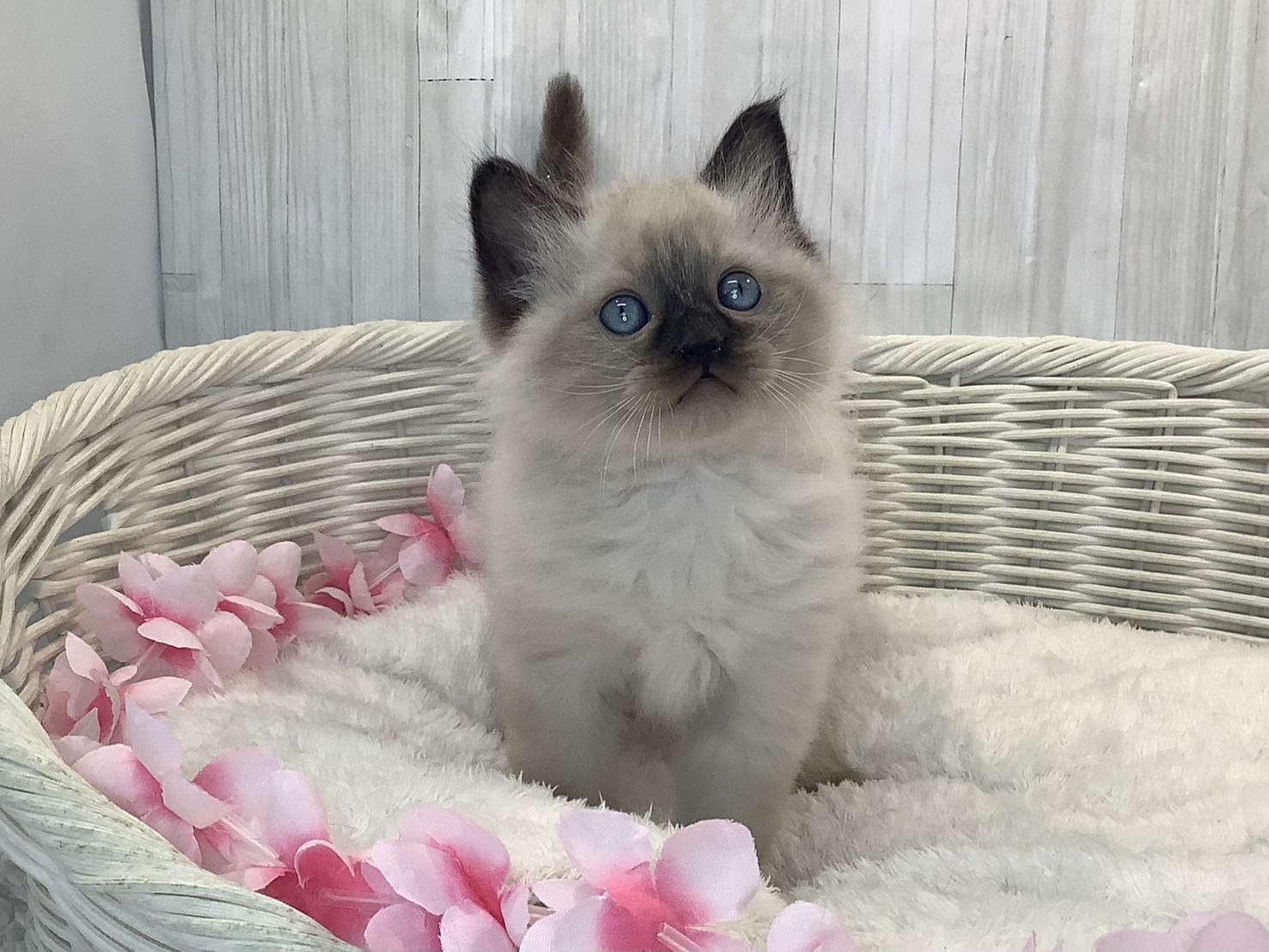 奈良県のラグドール (マルエスペット はんな店/2026年1月15日生まれ/男の子/シールポイント)の子猫の1枚目の画像