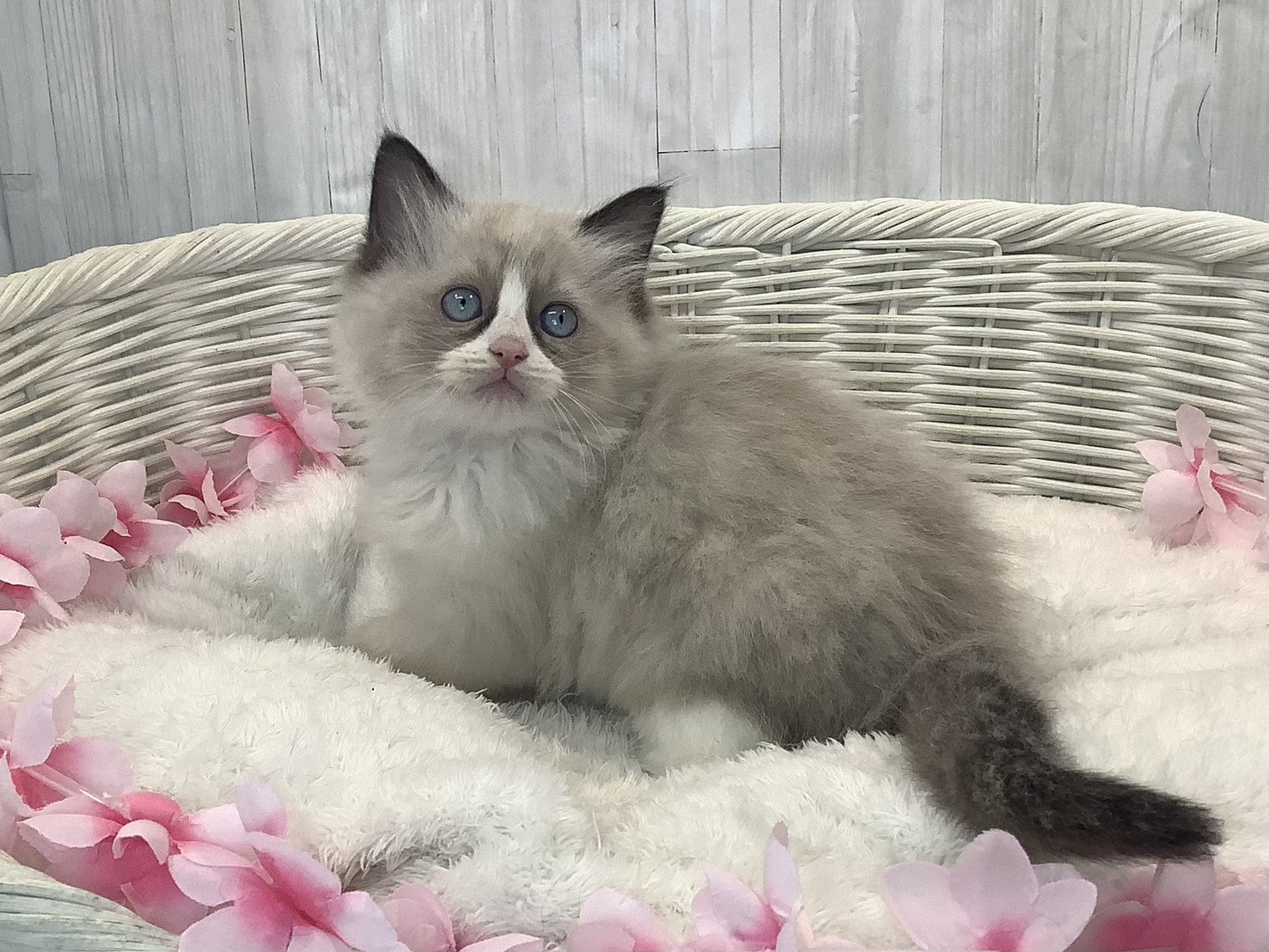 静岡県のラグドール (マルエスペット富士見台店/2026年1月15日生まれ/男の子/シールポイントバイカラー)の子猫の2枚目の画像