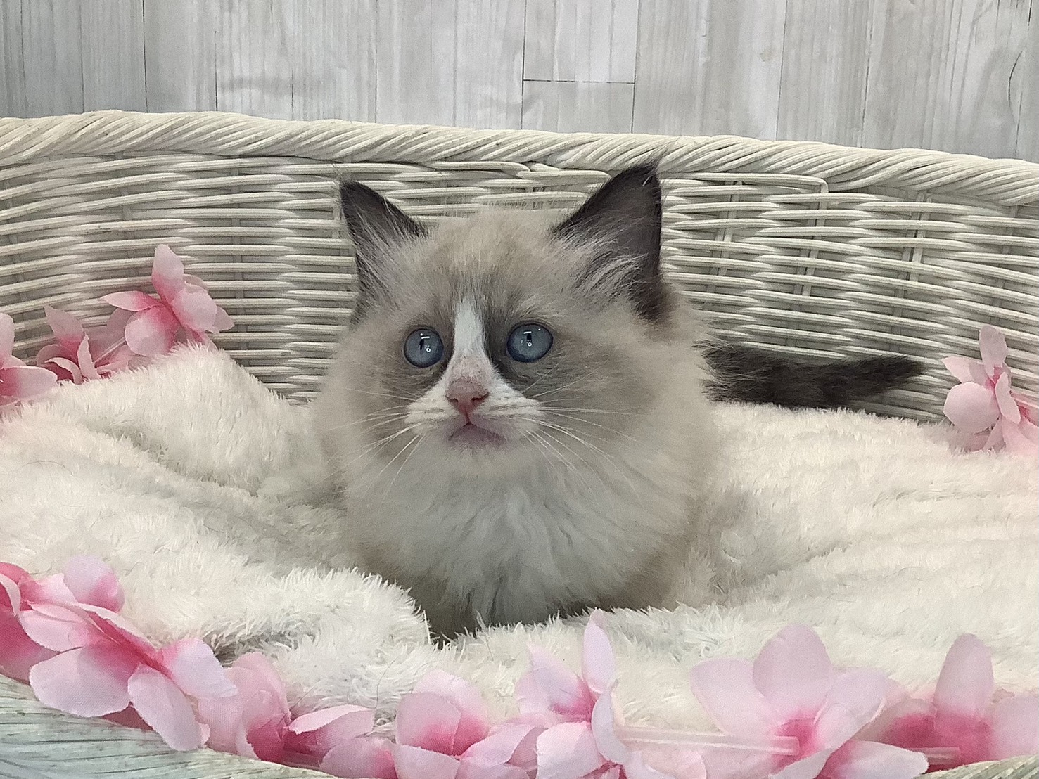 静岡県のラグドール (マルエスペット富士見台店/2026年1月15日生まれ/男の子/シールポイントバイカラー)の子猫の3枚目の画像