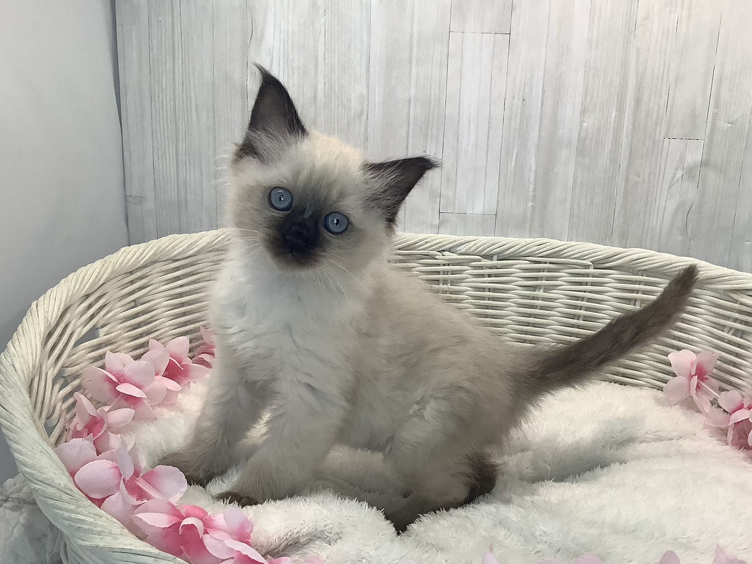 奈良県のラグドール (マルエスペット 富雄店/2026年1月15日生まれ/女の子/シールポイント)の子猫の3枚目の画像