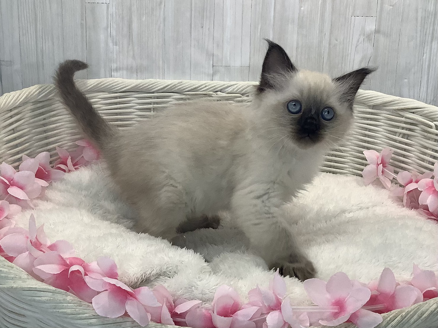 奈良県のラグドール (マルエスペット 富雄店/2026年1月15日生まれ/女の子/シールポイント)の子猫の2枚目の画像