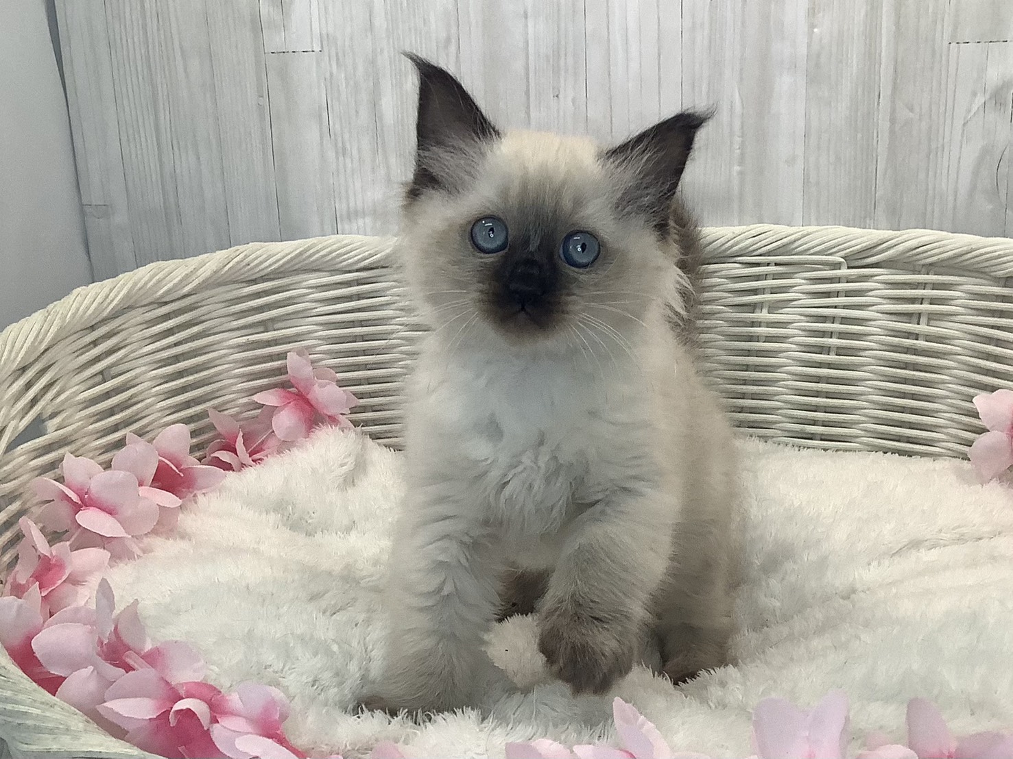 奈良県のラグドール (マルエスペット 富雄店/2026年1月15日生まれ/女の子/シールポイント)の子猫の1枚目の画像