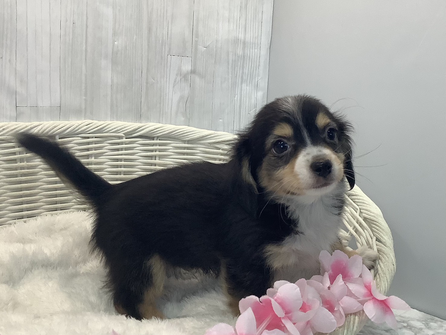 広島県のチワックス(チワワ×ダックス) (マルエスペット広島段原ショッピングセンター店/2026年1月17日生まれ/男の子/ブラックタンホワイト)の子犬の2枚目の画像