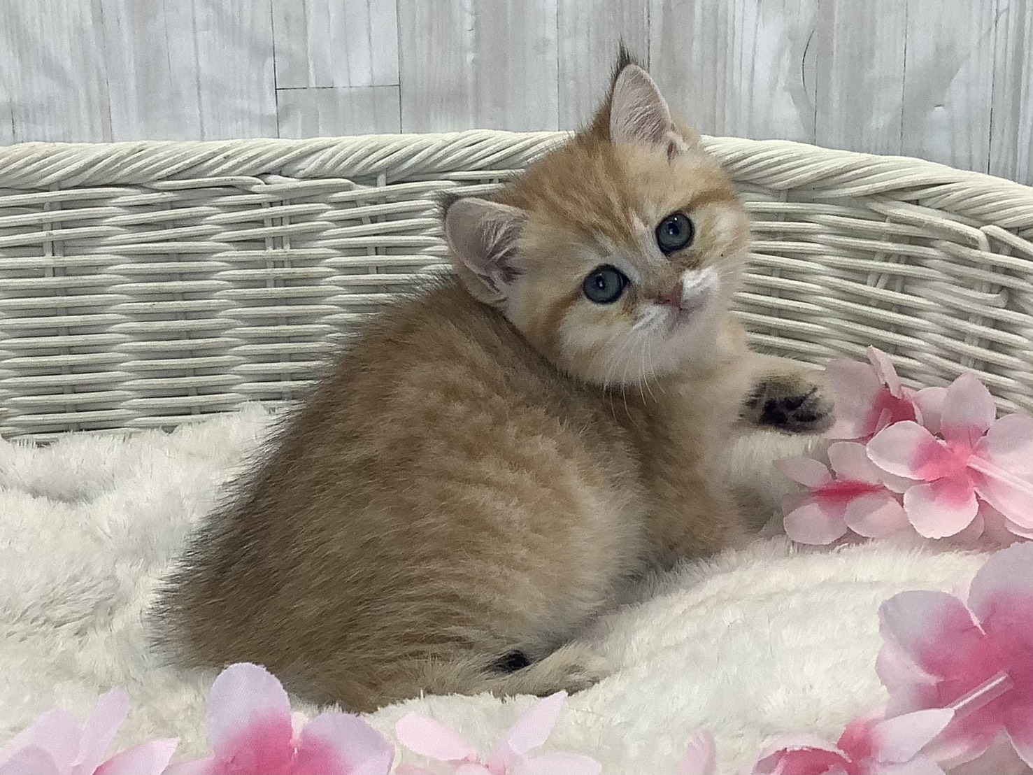 奈良県のブリティッシュショートヘアー (マルエスペット ヒルステップ生駒店/2026年1月18日生まれ/女の子/ブラックゴールデンマッカレルタビー)の子猫の2枚目の画像