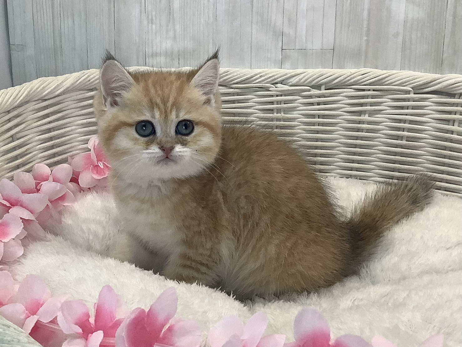 奈良県のブリティッシュショートヘアー (マルエスペット ヒルステップ生駒店/2026年1月18日生まれ/女の子/ブラックゴールデンマッカレルタビー)の子猫の3枚目の画像