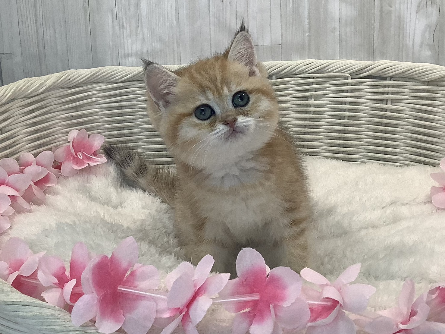 奈良県のブリティッシュショートヘアー (マルエスペット ヒルステップ生駒店/2026年1月18日生まれ/女の子/ブラックゴールデンマッカレルタビー)の子猫の1枚目の画像