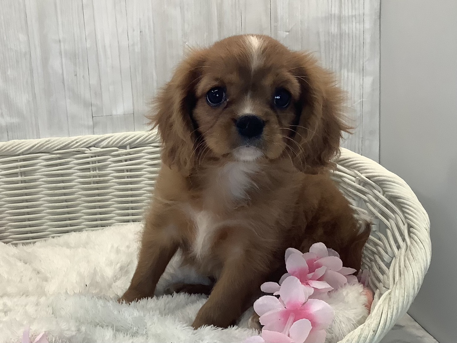 静岡県のキャバリアキングチャールズスパニエル (マルエスペット御殿場店/2026年1月18日生まれ/男の子/ルビーホワイト)の子犬の3枚目の画像