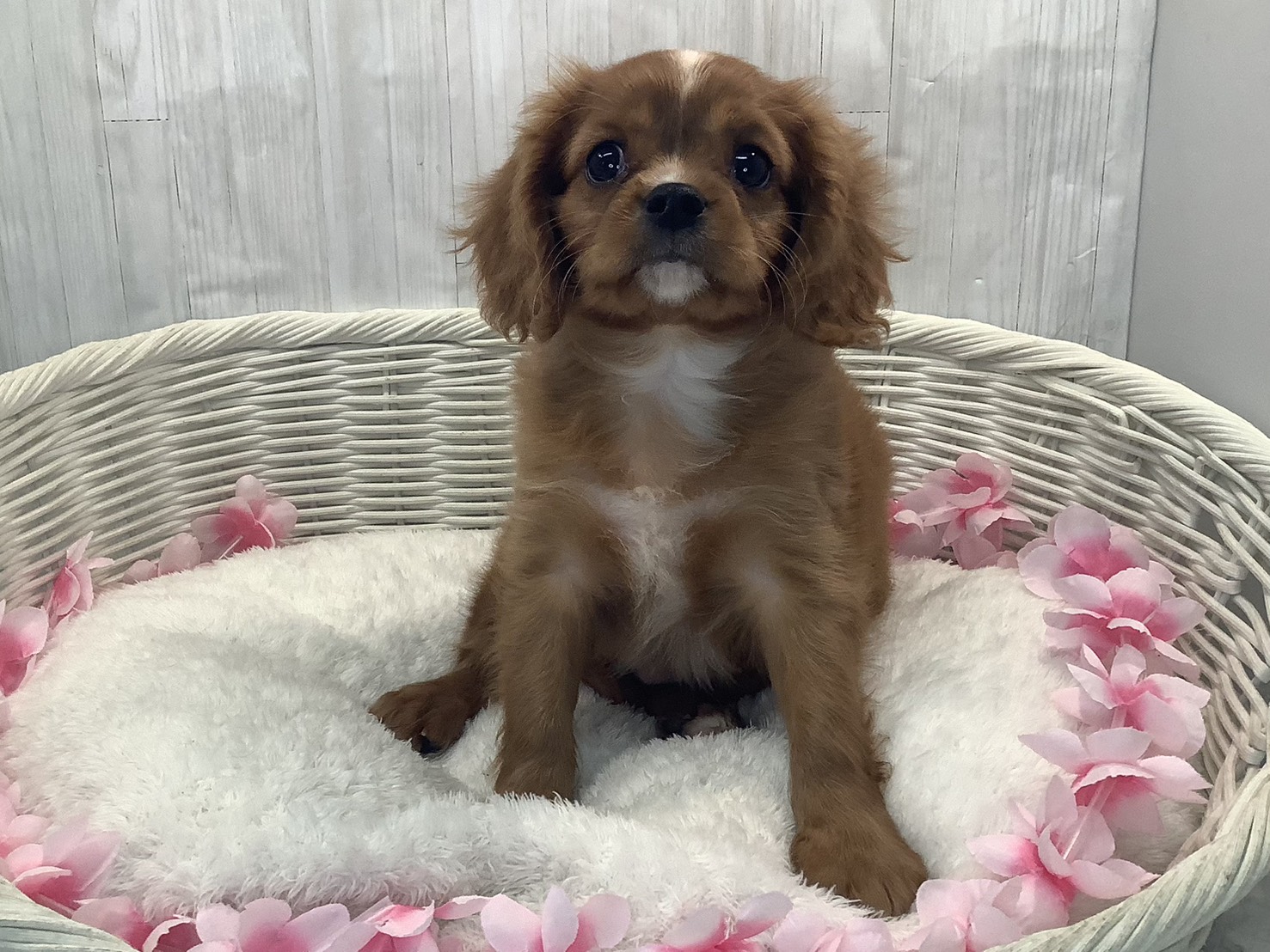 静岡県のキャバリアキングチャールズスパニエル (マルエスペット御殿場店/2026年1月18日生まれ/男の子/ルビーホワイト)の子犬の1枚目の画像