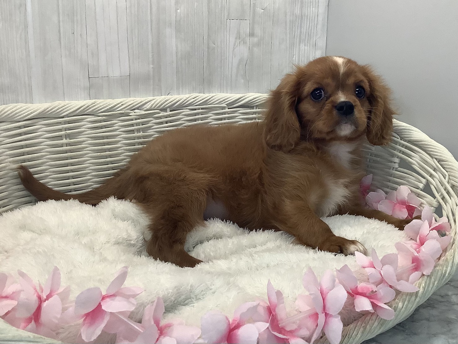静岡県のキャバリアキングチャールズスパニエル (マルエスペット御殿場店/2026年1月18日生まれ/男の子/ルビーホワイト)の子犬の2枚目の画像