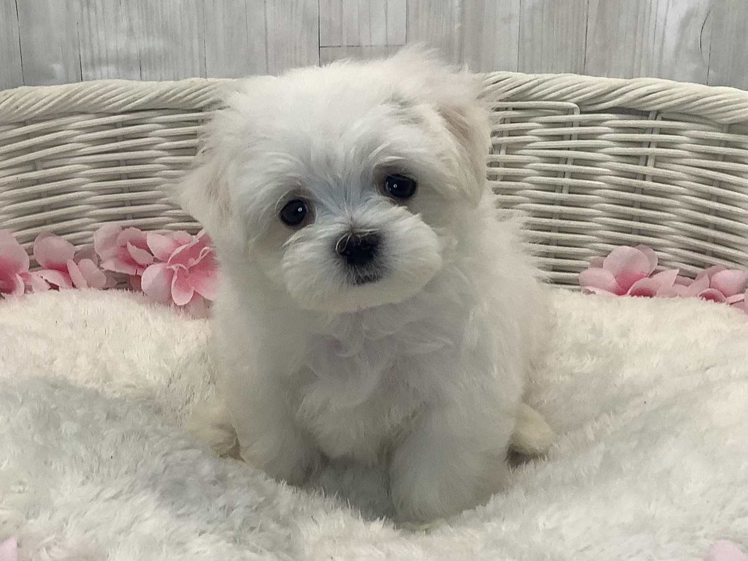静岡県のマルチーズ (マルエスペット御殿場店/2026年1月19日生まれ/男の子/ホワイト)の子犬の1枚目の画像