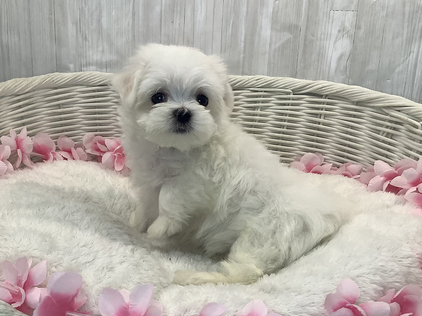 静岡県のマルチーズ (マルエスペット御殿場店/2026年1月19日生まれ/男の子/ホワイト)の子犬の2枚目の画像