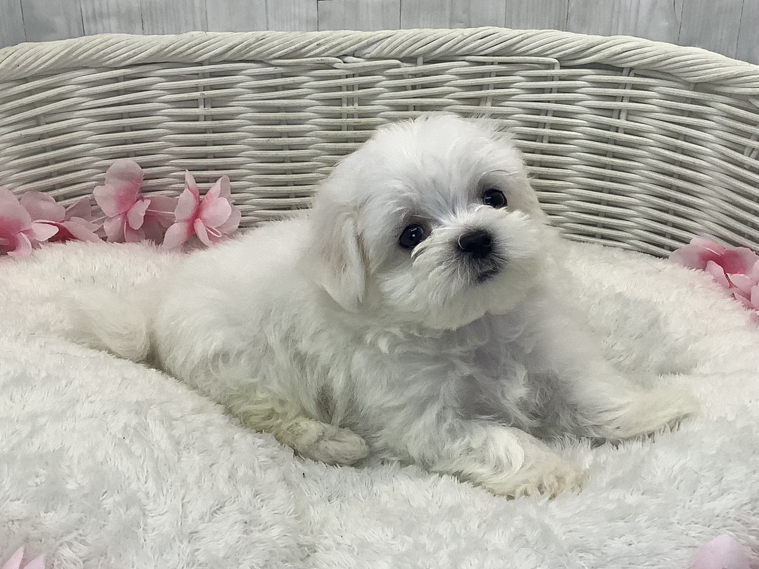 静岡県のマルチーズ (マルエスペット御殿場店/2026年1月19日生まれ/男の子/ホワイト)の子犬の3枚目の画像