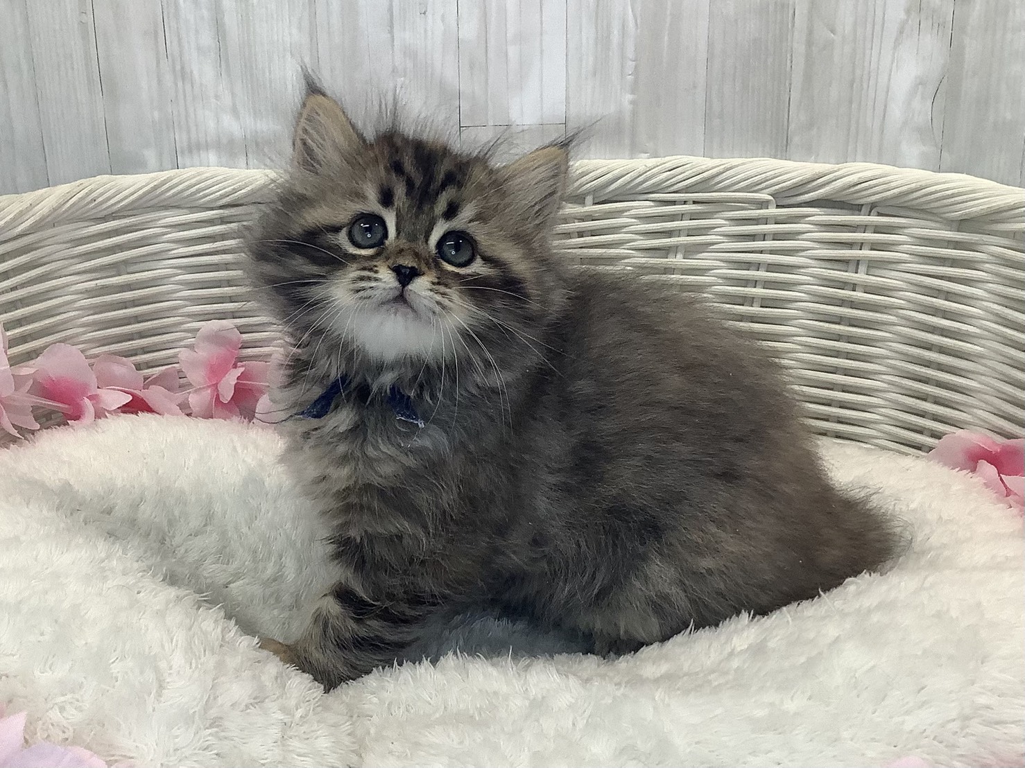 神奈川県のサイベリアン (マルエスペット相模大野店/2026年1月20日生まれ/女の子/ブラウンパッチドマッカレルタビー)の子猫の2枚目の画像