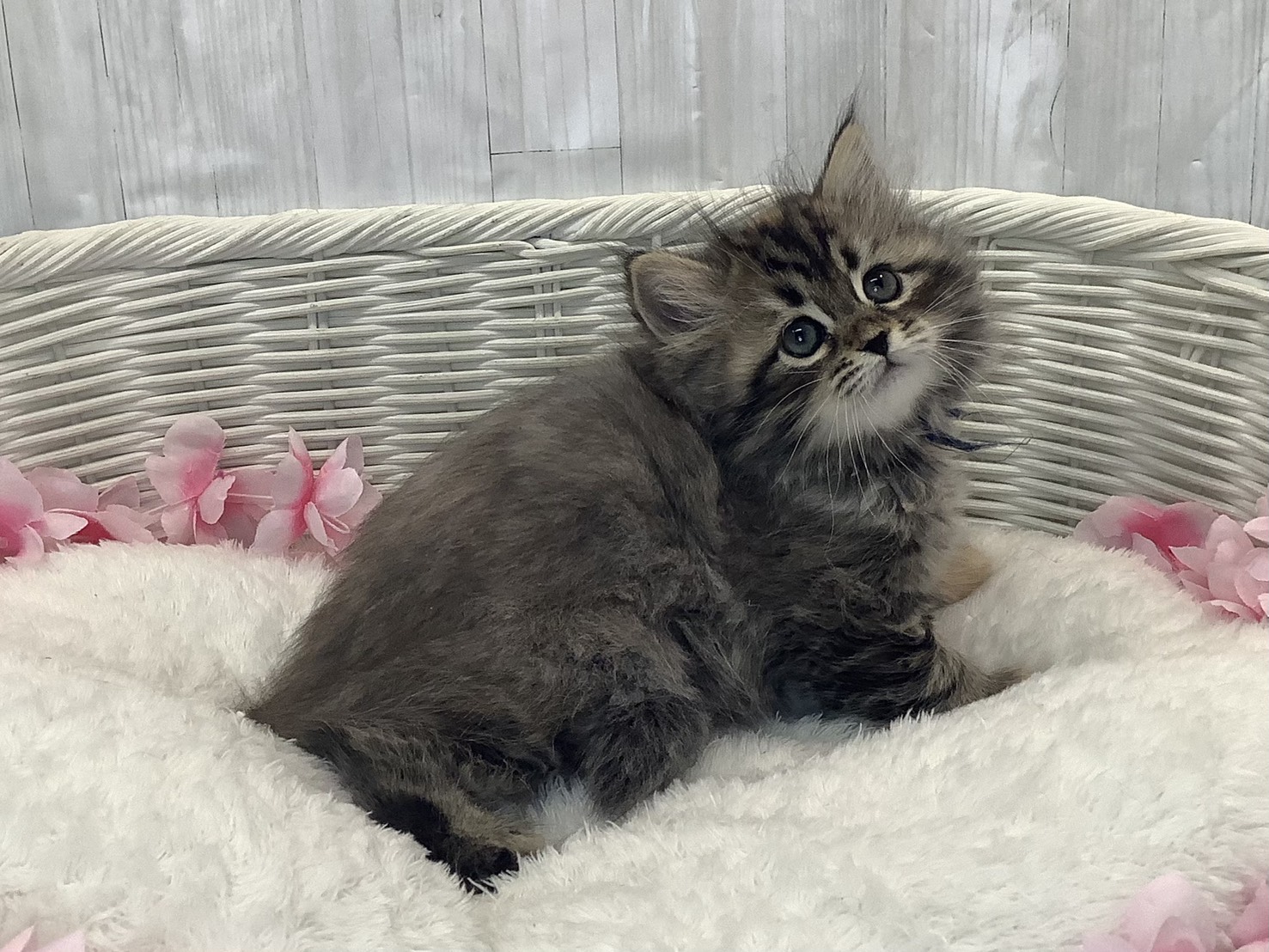 神奈川県のサイベリアン (マルエスペット相模大野店/2026年1月20日生まれ/女の子/ブラウンパッチドマッカレルタビー)の子猫の3枚目の画像