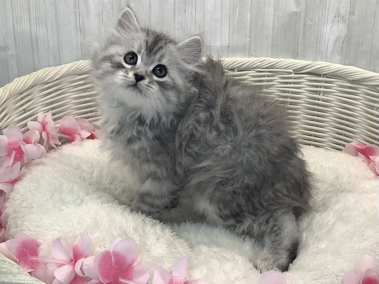 静岡県のサイベリアン (マルエスペット富士店/2026年1月20日生まれ/男の子/シルバーマッカレルタビー)の子猫の2枚目の画像