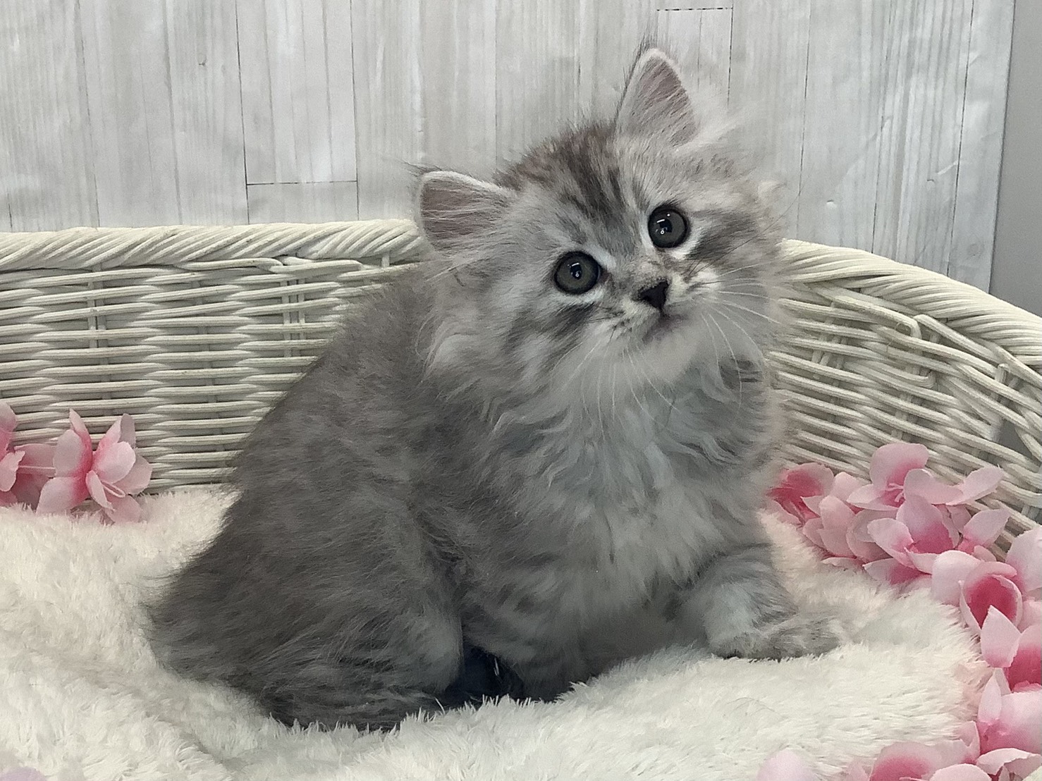 静岡県のサイベリアン (マルエスペット富士店/2026年1月20日生まれ/男の子/シルバーマッカレルタビー)の子猫の3枚目の画像