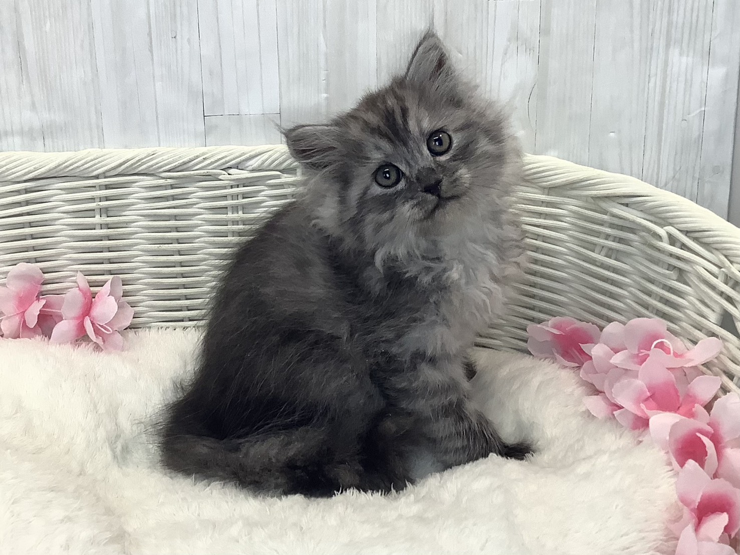 千葉県のサイベリアン (マルエスペット千鳥町店/2026年1月20日生まれ/男の子/シルバーマッカレルタビー)の子猫の2枚目の画像