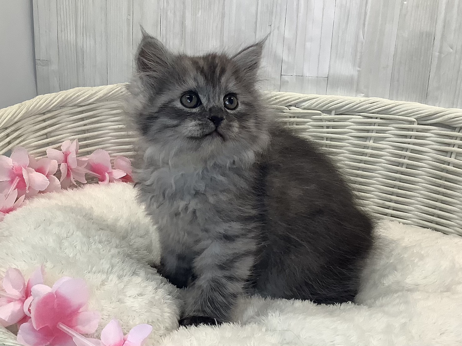 千葉県のサイベリアン (マルエスペット千鳥町店/2026年1月20日生まれ/男の子/シルバーマッカレルタビー)の子猫の3枚目の画像