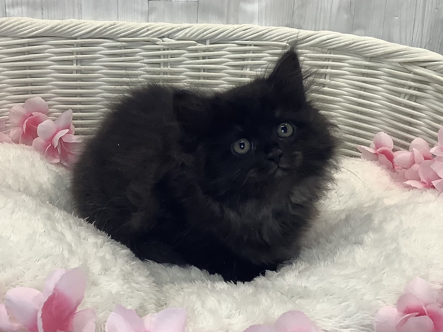 静岡県のサイベリアン (マルエスペット富士見台店/2026年1月20日生まれ/女の子/ブラックスモーク)の子猫の3枚目の画像