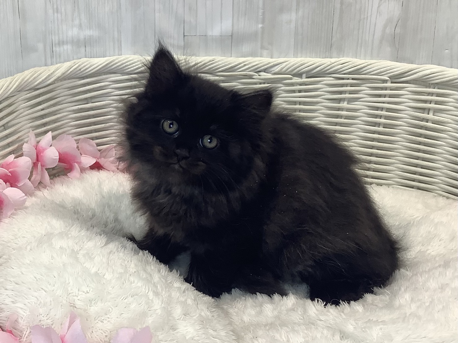 静岡県のサイベリアン (マルエスペット富士見台店/2026年1月20日生まれ/女の子/ブラックスモーク)の子猫の2枚目の画像