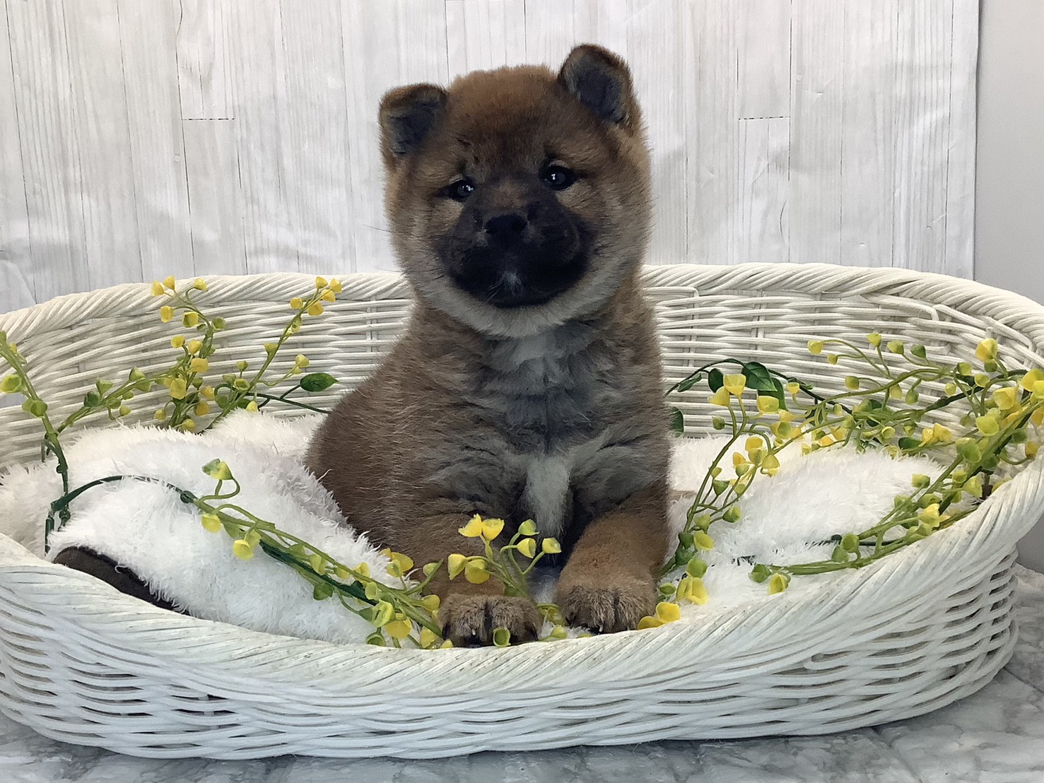 奈良県の柴犬(標準サイズ) (マルエスペット 奈良店/2026年1月26日生まれ/女の子/赤)の子犬の1枚目の画像
