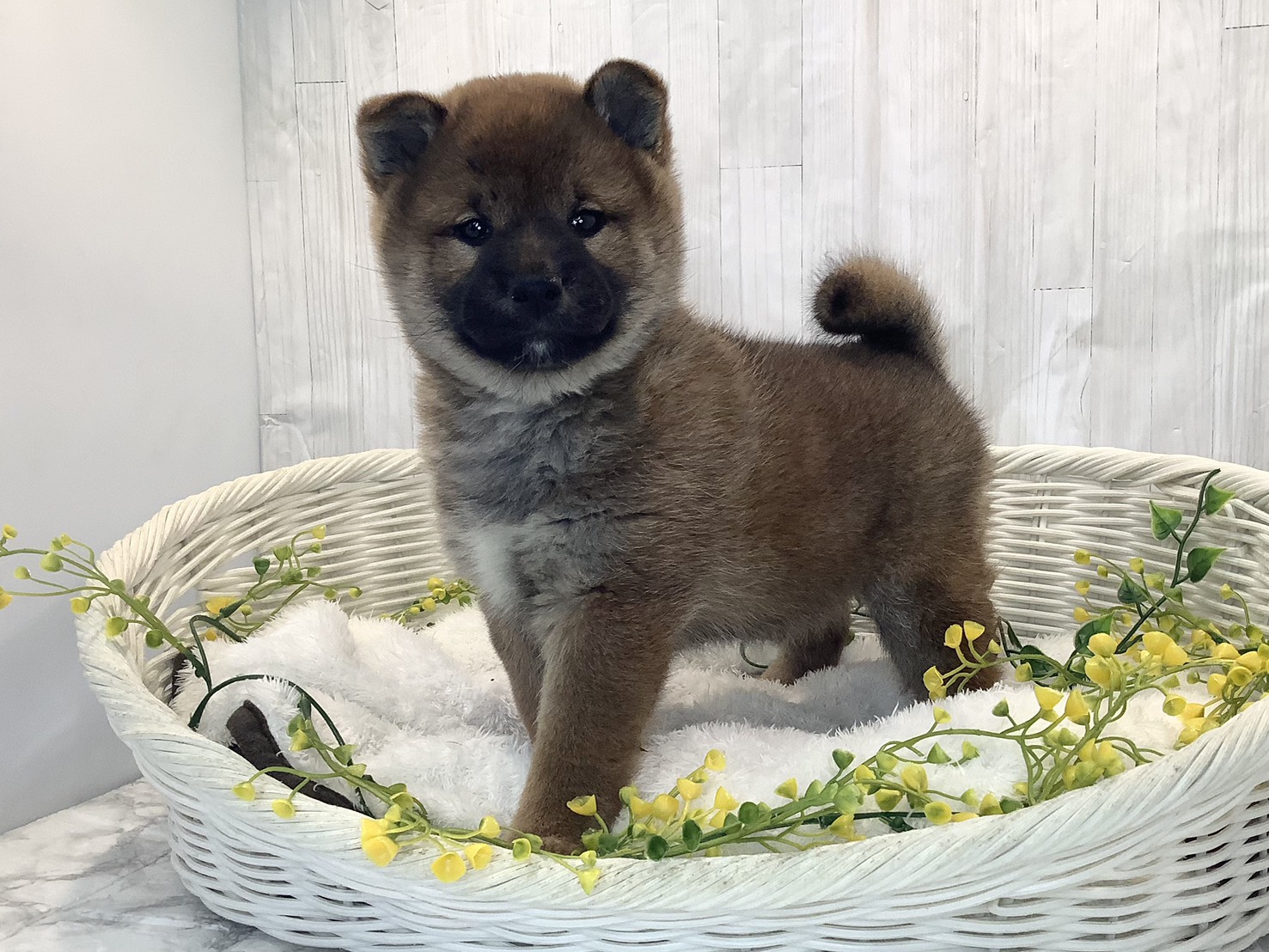 奈良県の柴犬(標準サイズ) (マルエスペット 奈良店/2026年1月26日生まれ/女の子/赤)の子犬の3枚目の画像