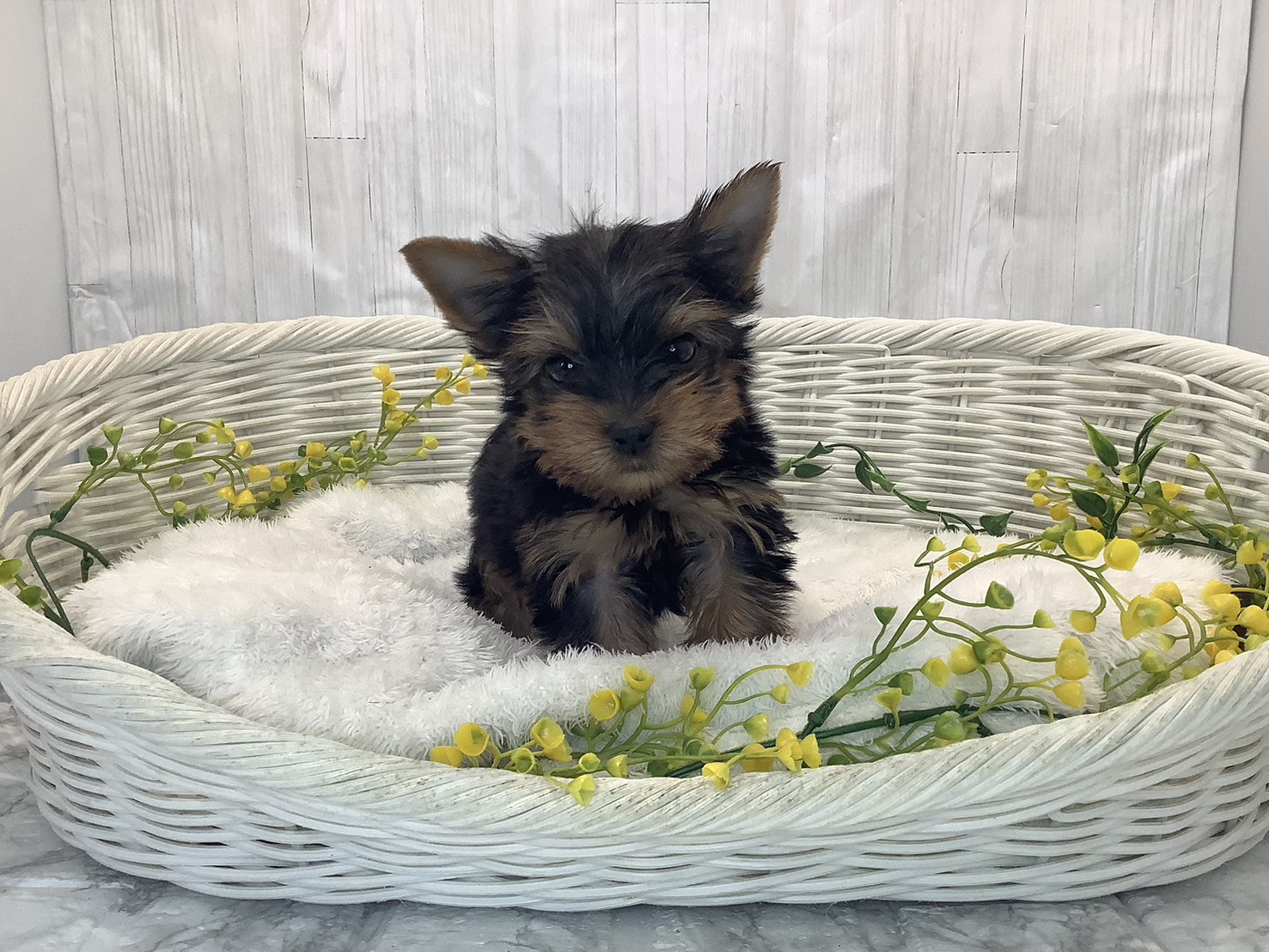 奈良県のヨークシャーテリア (マルエスペット いかるが店/2026年1月25日生まれ/男の子/スチールブルータン)の子犬の1枚目の画像
