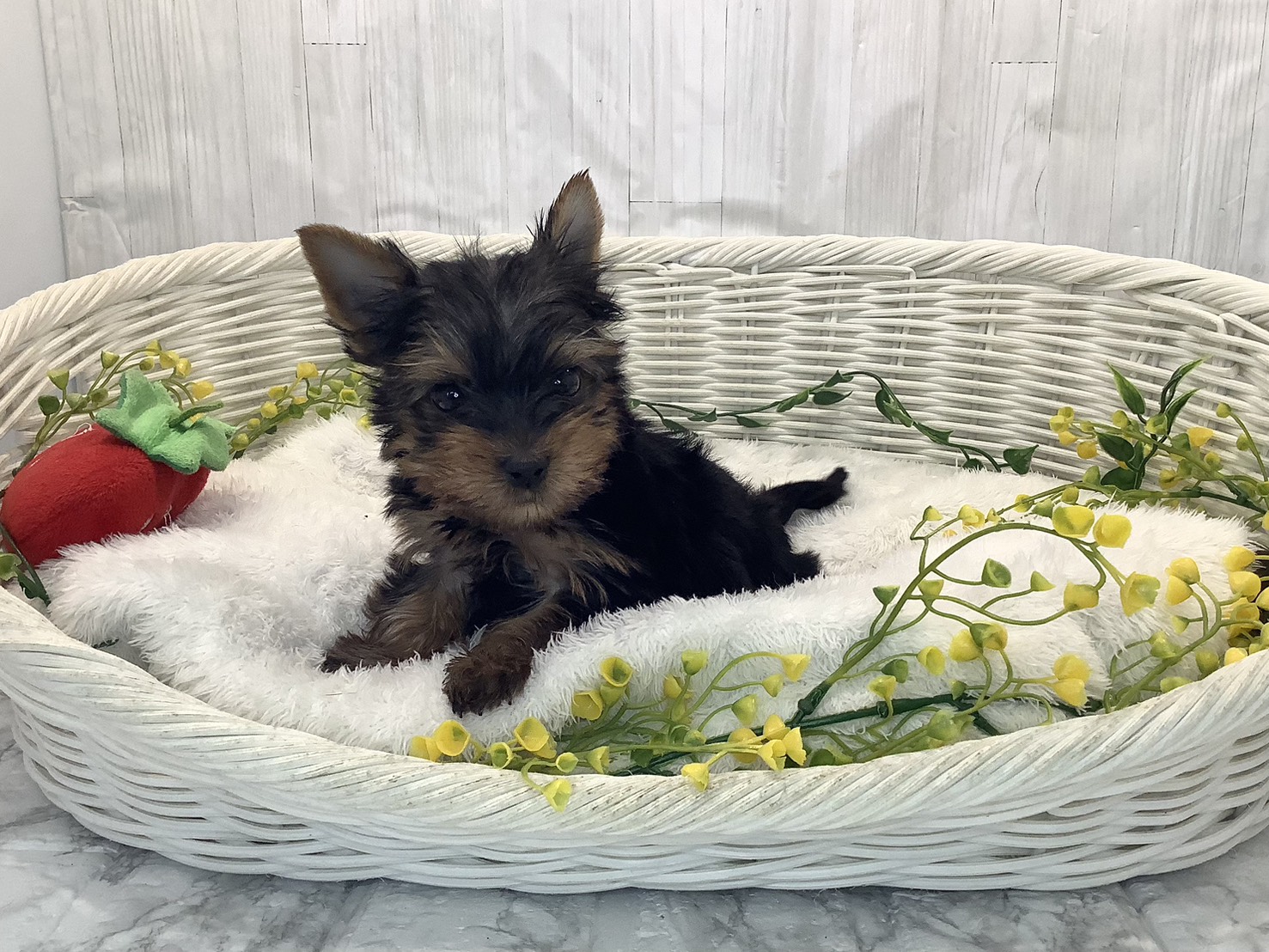 奈良県のヨークシャーテリア (マルエスペット いかるが店/2026年1月25日生まれ/男の子/スチールブルータン)の子犬の2枚目の画像