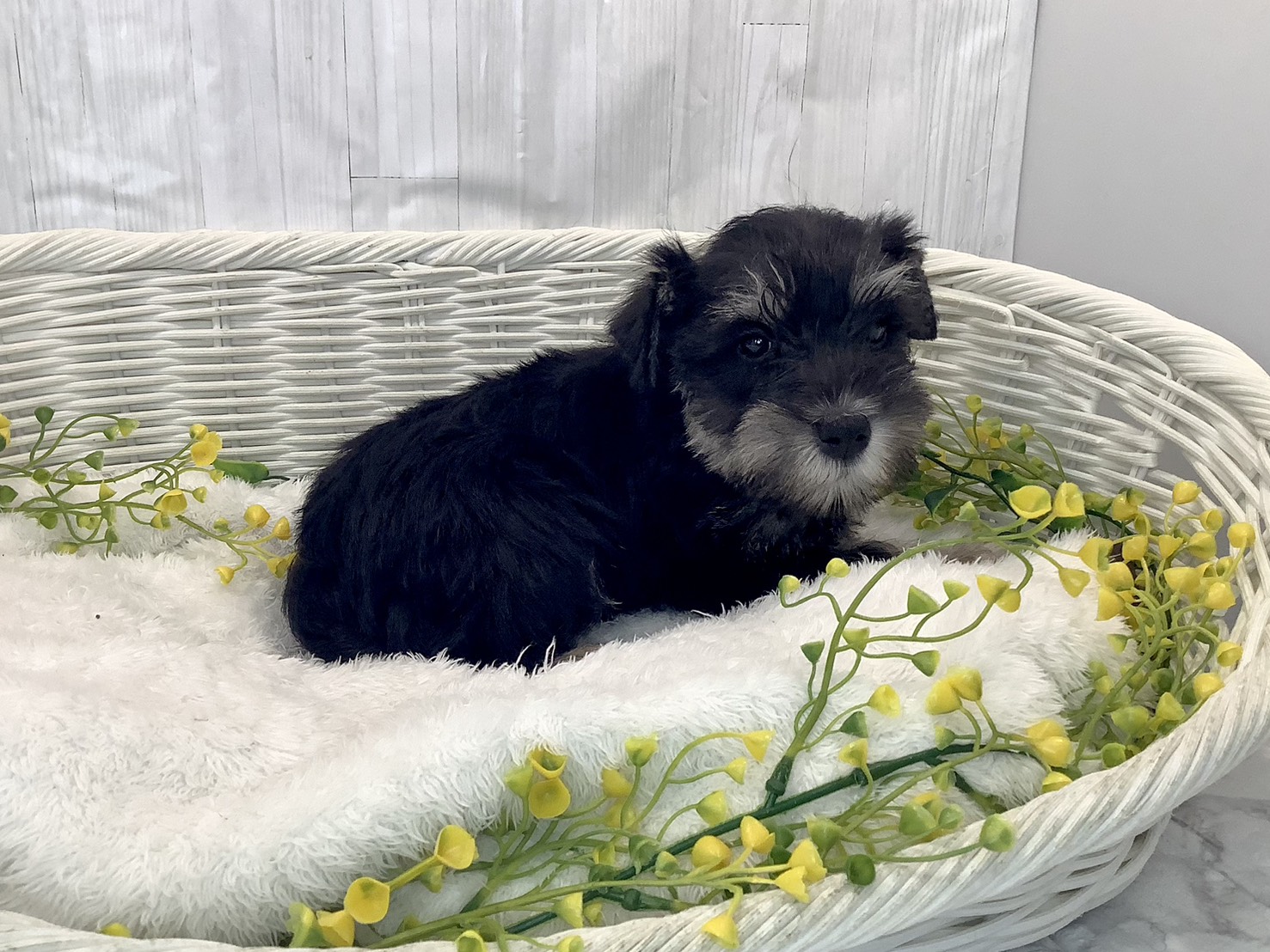 静岡県のミニチュアシュナウザー (マルエスペット富士店/2026年1月24日生まれ/男の子/ブラックシルバー)の子犬の2枚目の画像