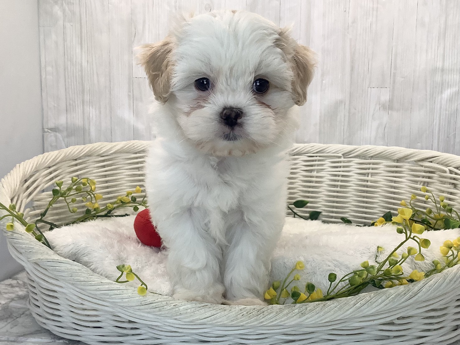 千葉県のマルズー/マルシーズ(マルチーズ×シーズー) (マルエスペット千鳥町店/2026年1月26日生まれ/男の子/ホワイトゴールド)の子犬の1枚目の画像