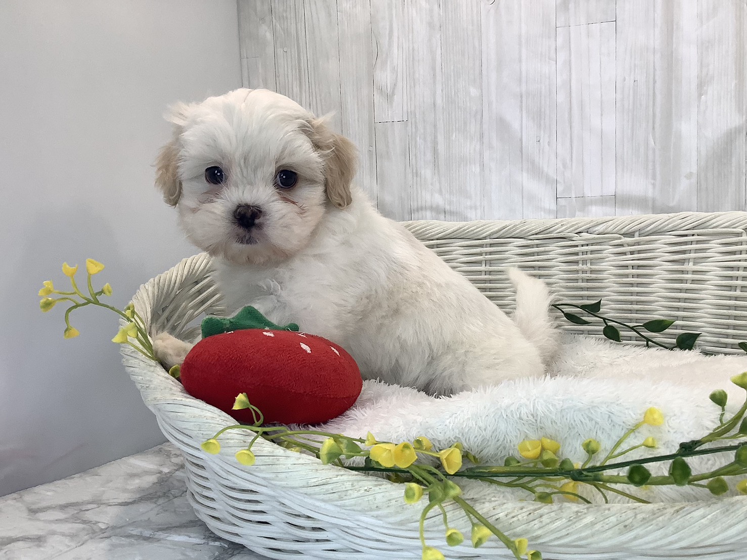 千葉県のマルズー/マルシーズ(マルチーズ×シーズー) (マルエスペット千鳥町店/2026年1月26日生まれ/男の子/ホワイトゴールド)の子犬の3枚目の画像