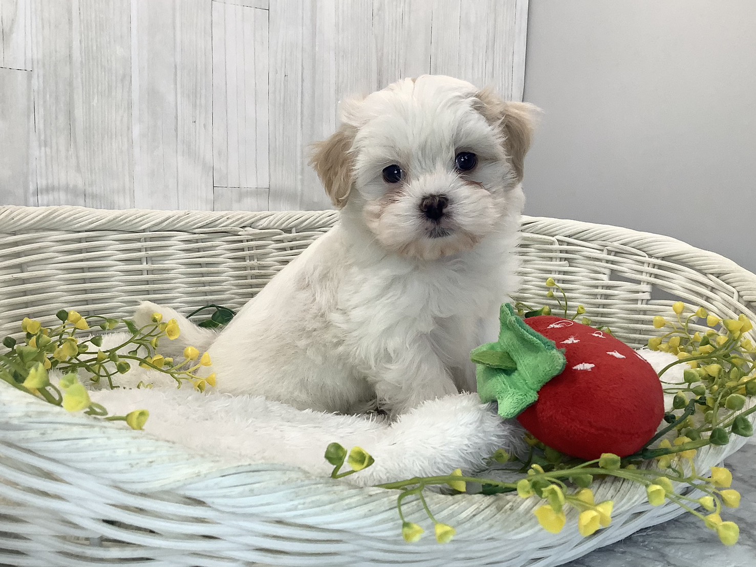 千葉県のマルズー/マルシーズ(マルチーズ×シーズー) (マルエスペット千鳥町店/2026年1月26日生まれ/男の子/ホワイトゴールド)の子犬の2枚目の画像