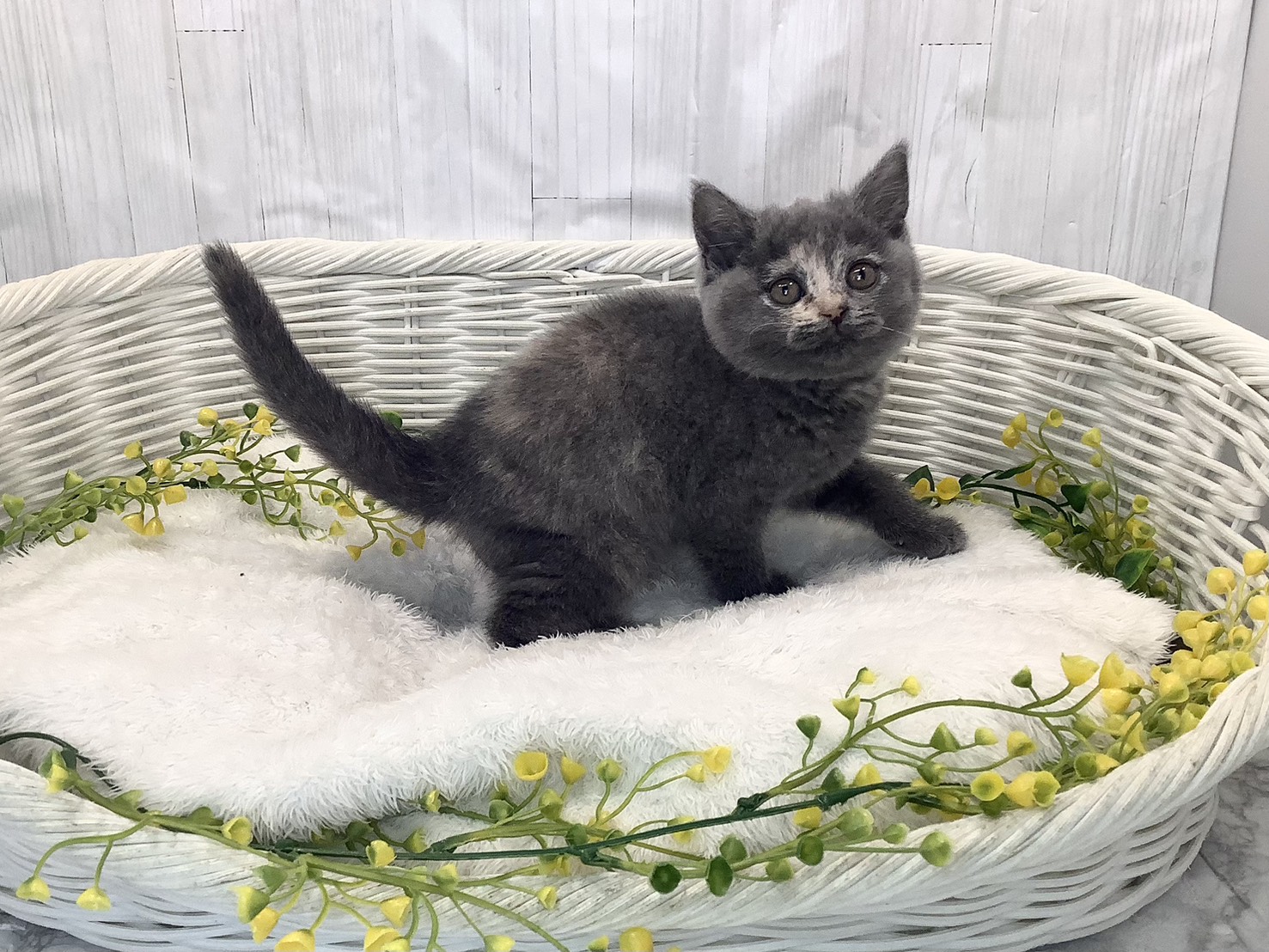 奈良県のブリティッシュショートヘアー (マルエスペット 奈良店/2026年1月24日生まれ/女の子/ブルークリーム)の子猫の2枚目の画像
