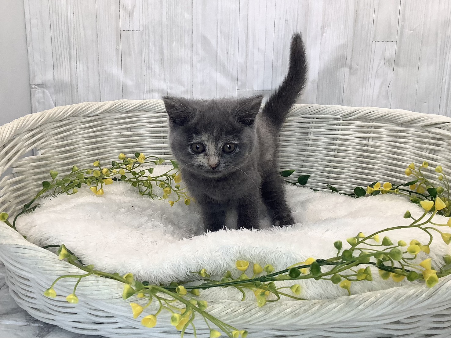 奈良県のブリティッシュショートヘアー (マルエスペット 奈良店/2026年1月24日生まれ/女の子/ブルークリーム)の子猫の1枚目の画像