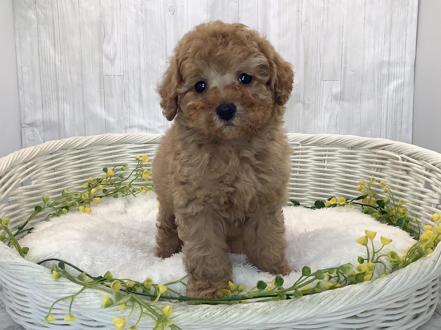 奈良県のトイプードル(トイ) (マルエスペット いかるが店/2026年1月25日生まれ/男の子/オレンジフォーン)の子犬の1枚目の画像